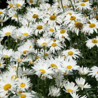 Shasta Daisy